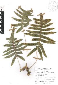 Polypodium rhodopleuron image