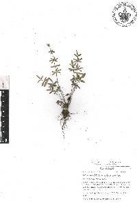 Pellaea ternifolia subsp. ternifolia image