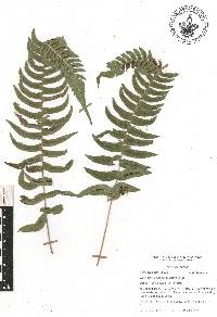 Blechnum appendiculatum image