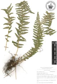 Woodsia mollis image