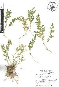 Selaginella pallescens image