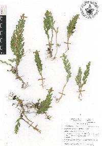 Selaginella pallescens image