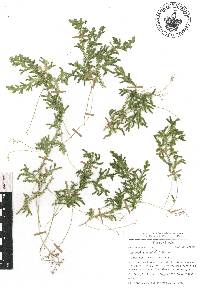 Selaginella stenophylla image