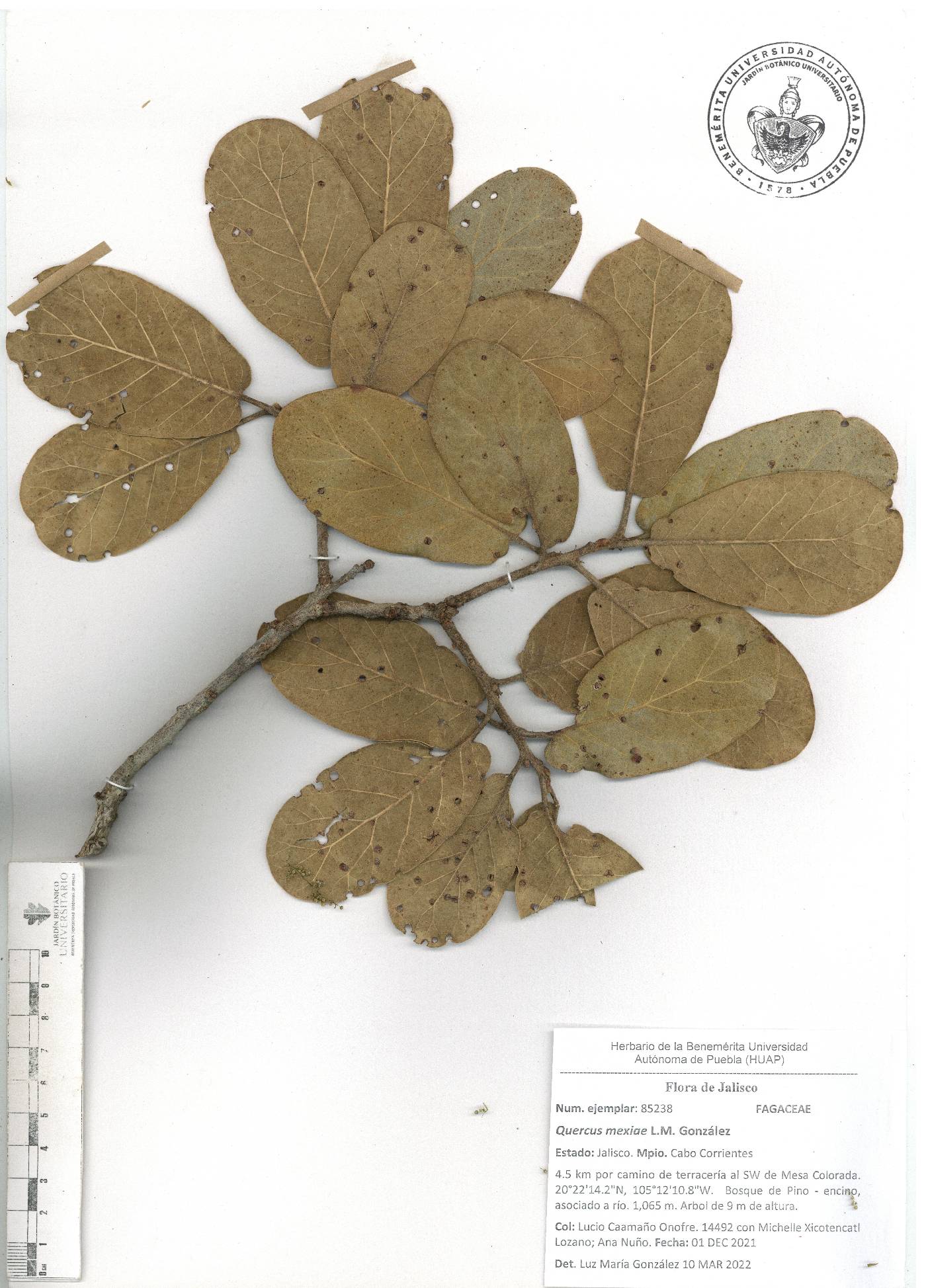 Quercus mexiae image