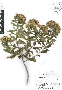 Ageratina liebmannii image