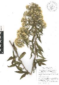 Ageratina liebmannii image