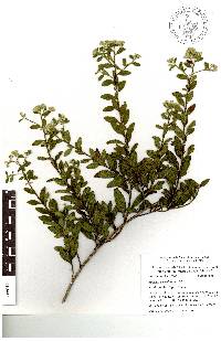 Baccharis sordescens image