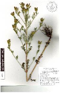 Tagetes foetidissima image