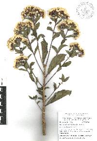 Vickianthus liatroides image