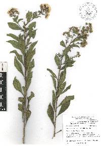 Vickianthus liatroides image