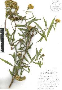 Flaveria angustifolia image