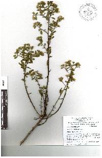 Adenophyllum glandulosum image