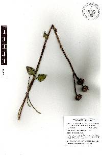 Verbesina tetraptera image