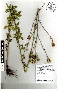 Adenophyllum glandulosum image