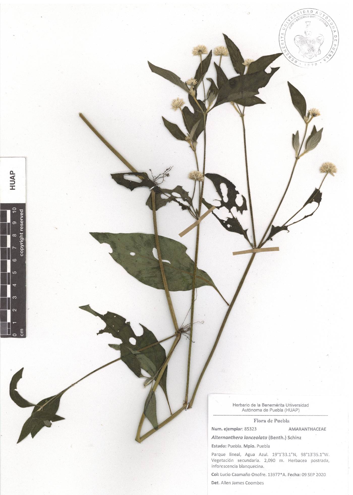 Alternanthera lanceolata image