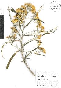 Senecio cinerarioides image