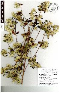 Brickellia nutanticeps image