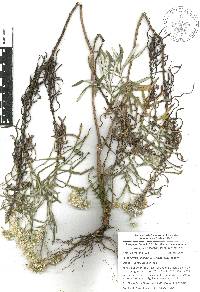 Gnaphaliothamnus salicifolius image