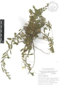 Erigeron karvinskianus image