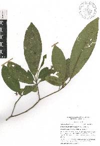 Croton rosarianus image