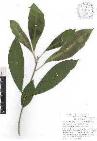 Croton rosarianus image