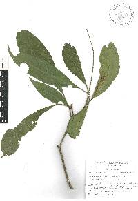 Croton rosarianus image