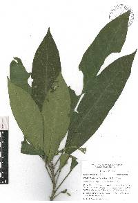 Croton rosarianus image