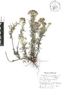 Gnaphaliothamnus salicifolius image