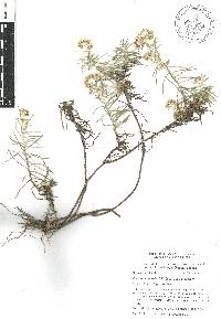 Gnaphaliothamnus salicifolius image