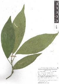 Croton rosarianus image