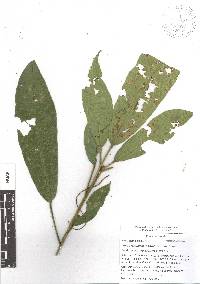 Croton rosarianus image