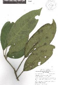 Croton rosarianus image