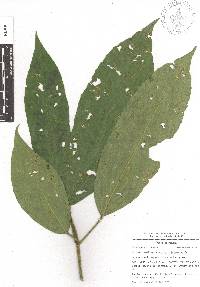 Croton rosarianus image