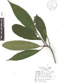 Croton rosarianus image