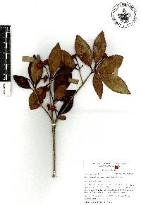 Ternstroemia tepezapote image