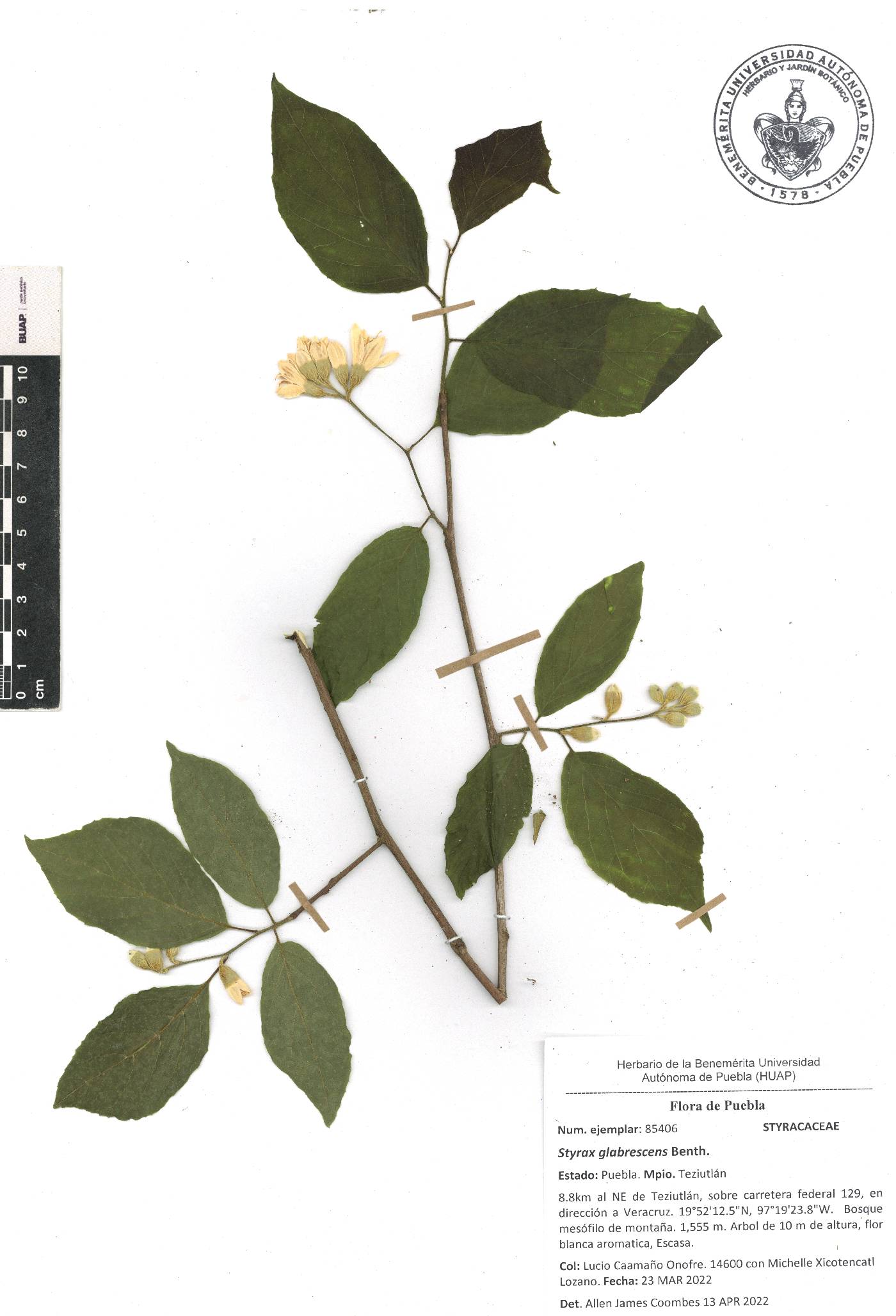 Styrax glabrescens image