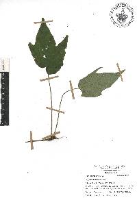 Begonia ludicra image