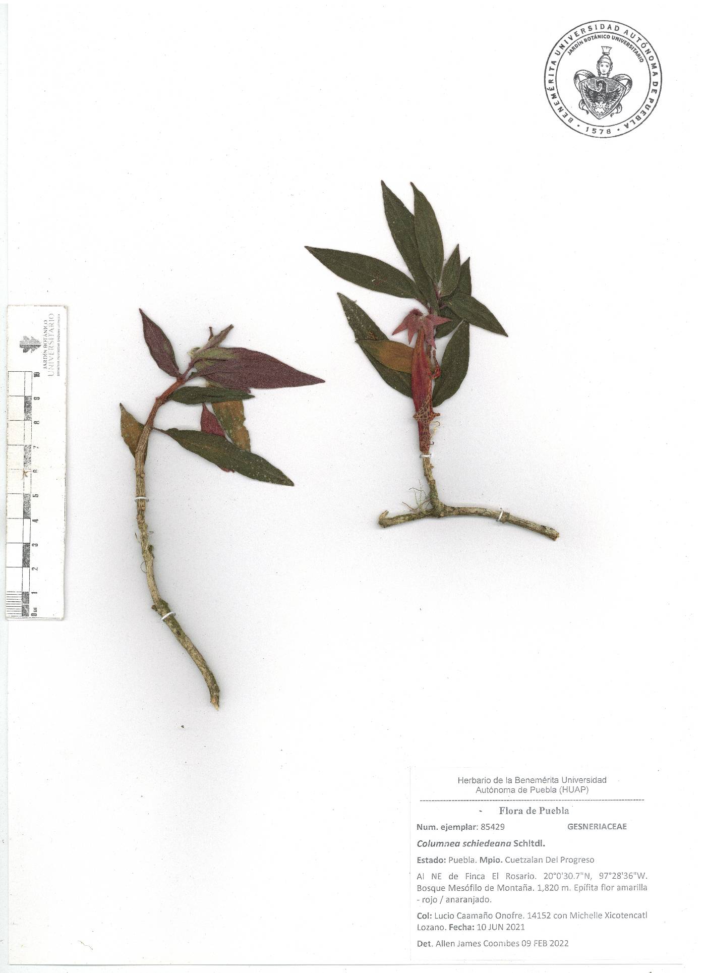 Columnea schiedeana image