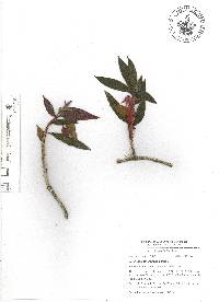 Columnea schiedeana image