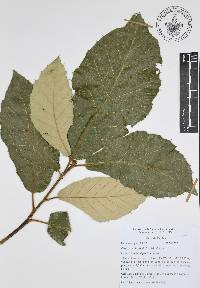 Quercus candicans image