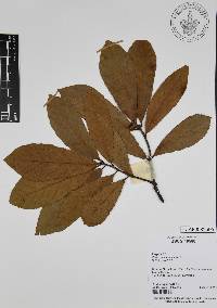 Quercus benthamii image