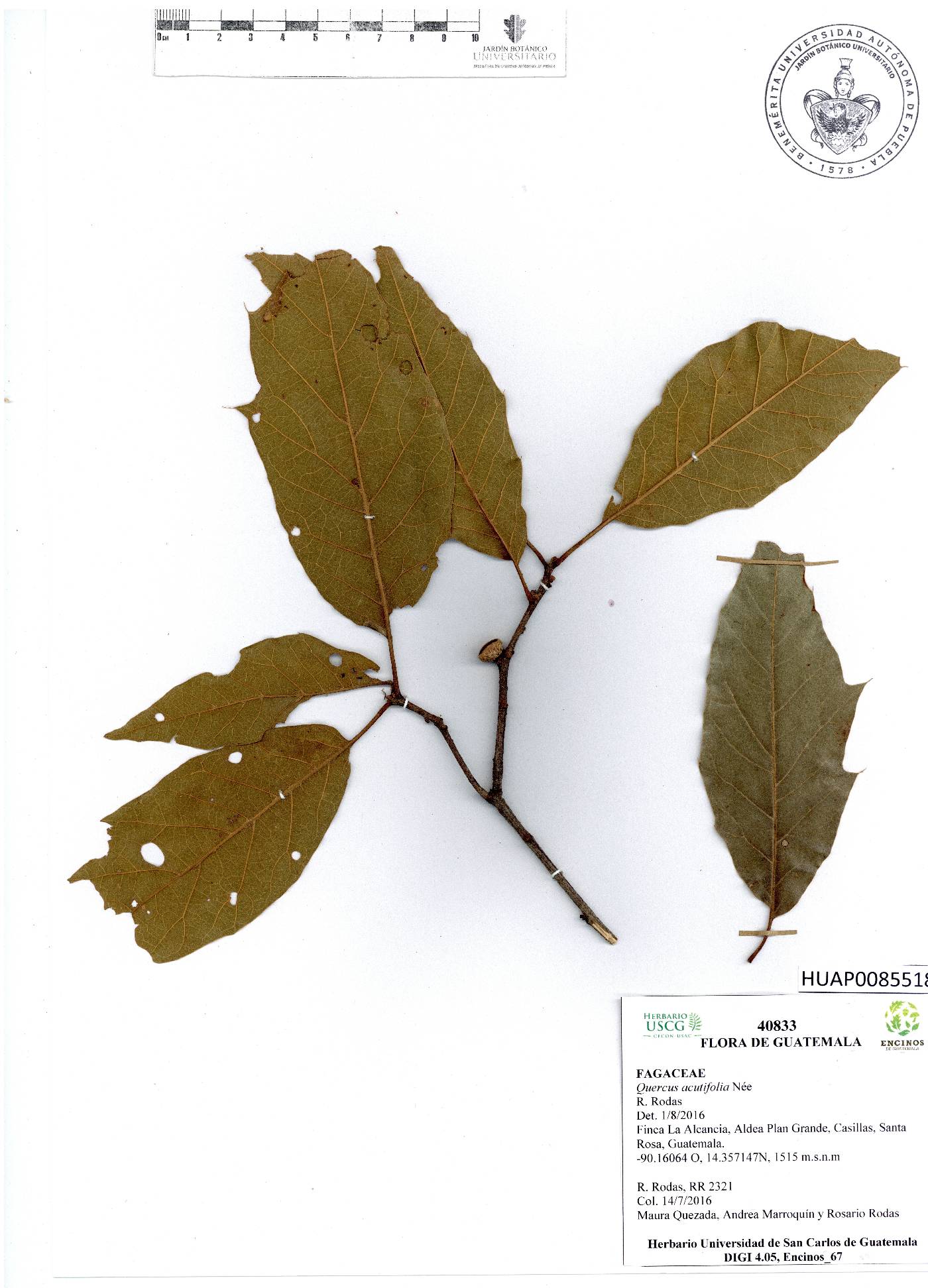 Quercus acutifolia image