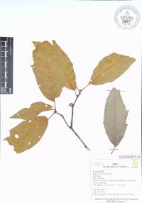 Quercus acutifolia image