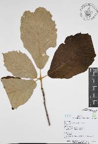 Quercus candicans image