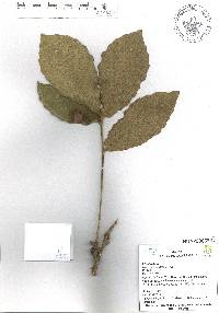Quercus vicentensis image