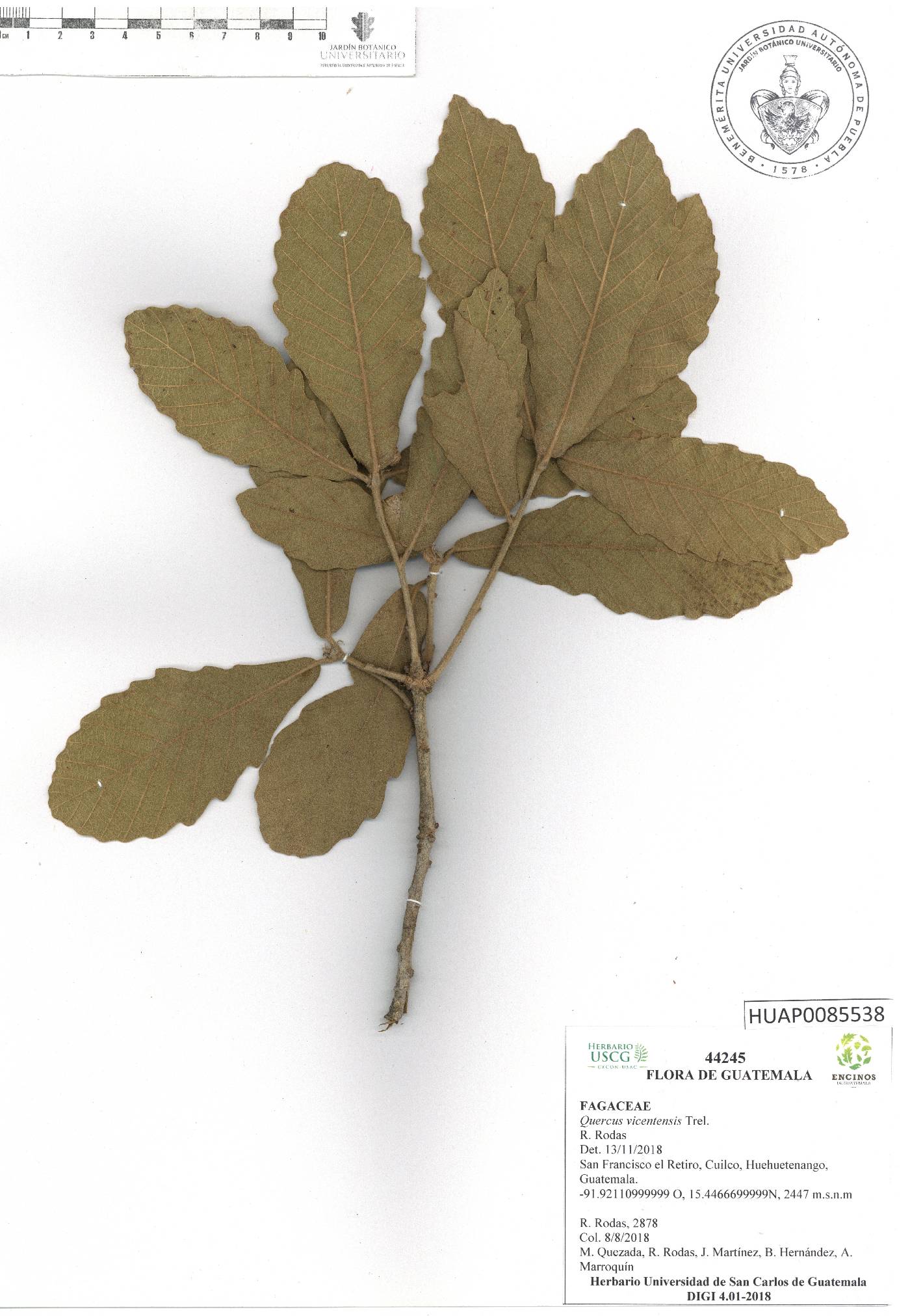 Quercus vicentensis image