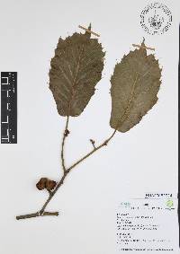 Quercus candicans image