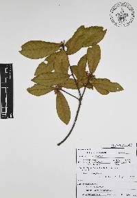 Quercus benthamii image