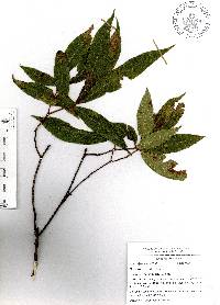 Quercus cortesii image