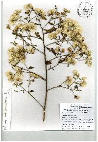 Baccharis sordescens image